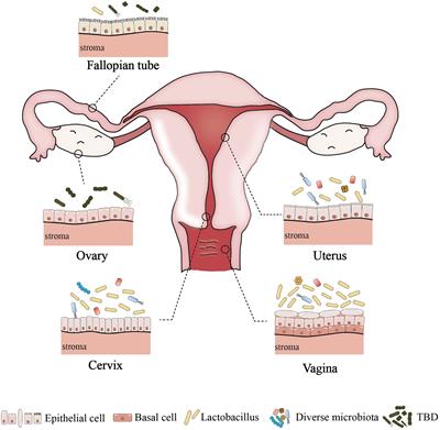 Deciphering the role of female reproductive tract microbiome in reproductive health: a review